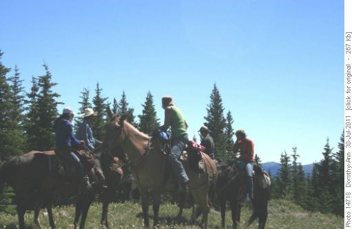 Some of the horses we met