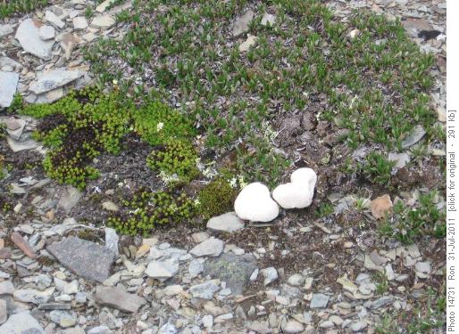 White rocks? Malformed hail? Puffballs?