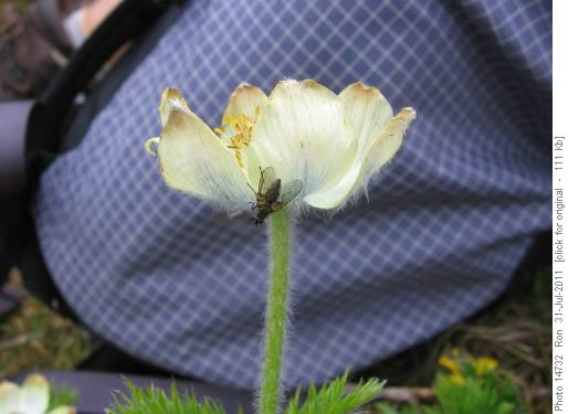 Fly on anemone