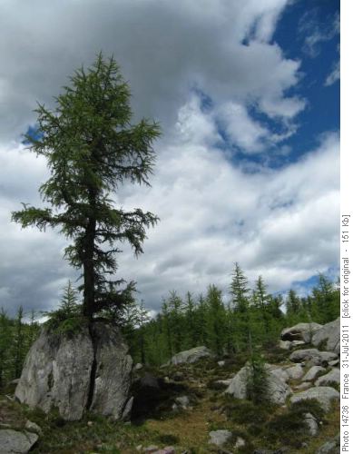 Larch on the Ramparts descent