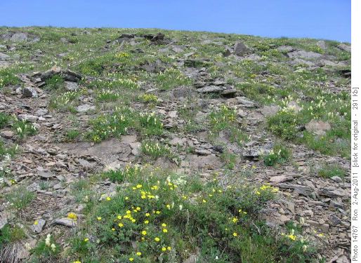 Rock gardens on 1st Picklejar summit
