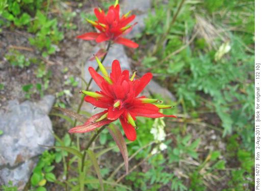 Red paintbrush