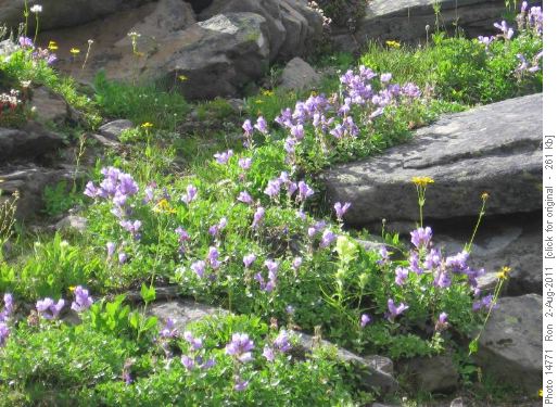 Beardstongue rock garden