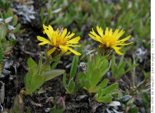 Lyall's Goldenweed (Tonestus lyallii)