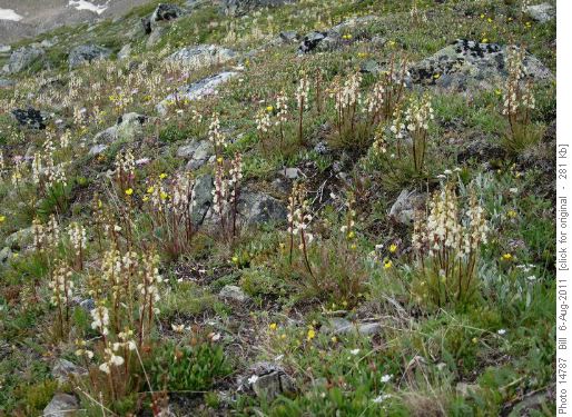 Contorted Lousewort (P. contorta)
