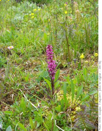 Saxifrage in lower meadows