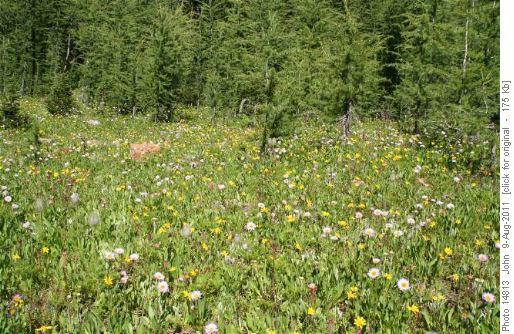 Grizzly Ridge Alpine Flowers