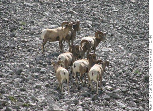 8 Rocky Mountain Bighorn rams in Rummel Pass
