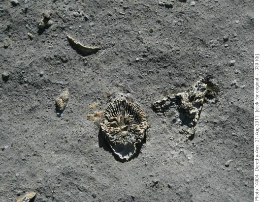 Fossils by the trail
