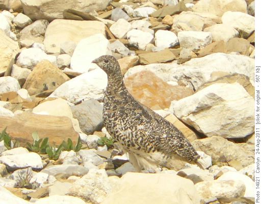 White tailed Ptarmigan