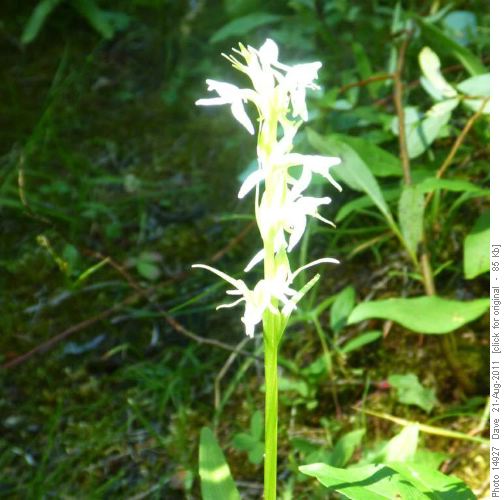 White bog orchid