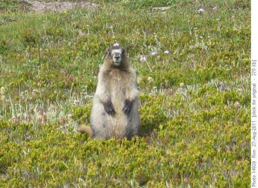 fuzzball near Katharine Lake