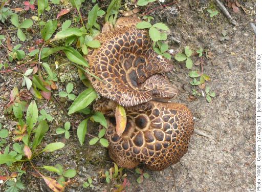 Mushroom on Helen L. trail