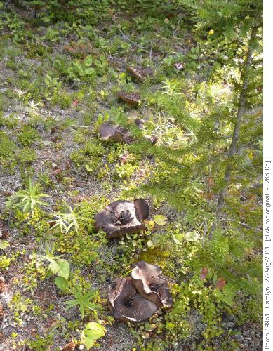 More forest mushrooms