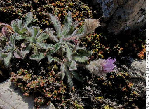 Woolly Fleabane (Erigeron lanatus)