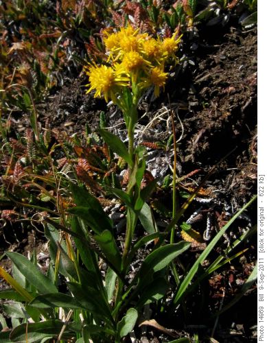 Mountain Goldenrod (Solidago simplex)