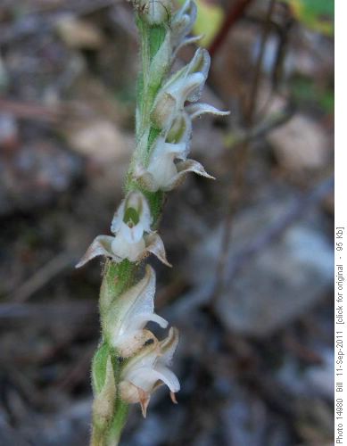 Lesser Rattlesnake Orchid (Goodyera repens)