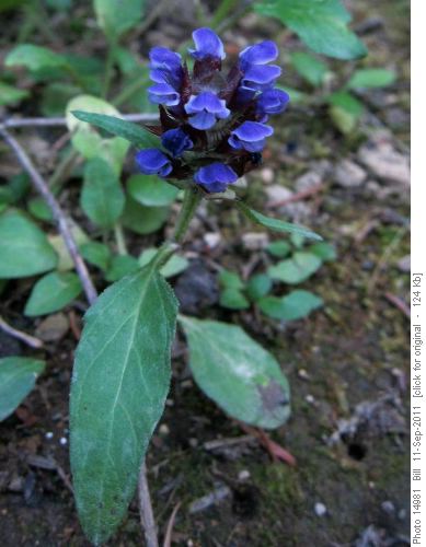 Self-Heal (Prunella vulgaris)