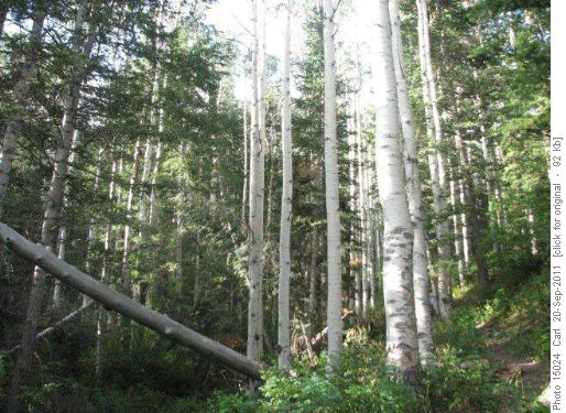 Aspen in Deseret Peak Wilderness