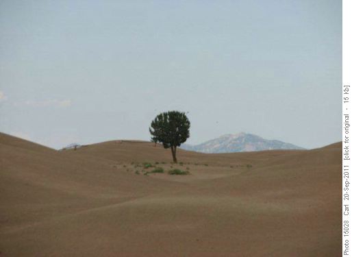 Our landmark Utah juniper on the dunes