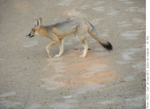 Kit Fox at Little Sahara dunes