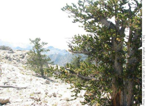 Bristlecone pines on Swasey Peak