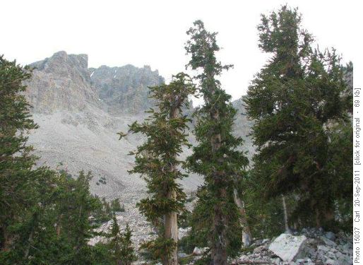 Bristlecone pines at the foot of Wheeler Peak