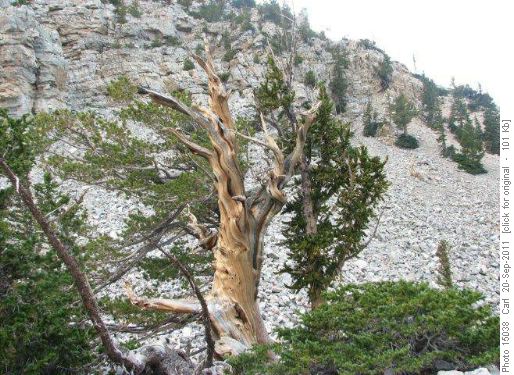 Ancient bristlecone pines on Wheeler Peak