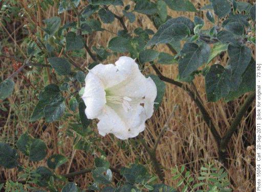 Blooming sacred datura at Red Cliffs