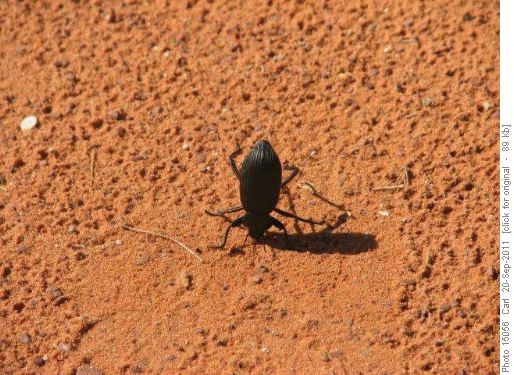 Desert Stink Bug ready to stink