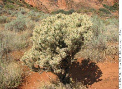 Cholla cactus at Red Cliffs campground