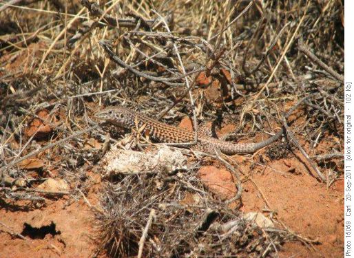 Lizard