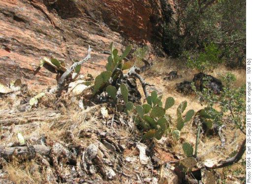 Prickly pear cactus in Snow Canyon