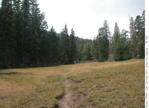 Further Water meadow in Pine Valley Mountains