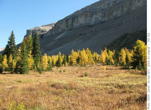Larches at the foot of Redoubt Mountain