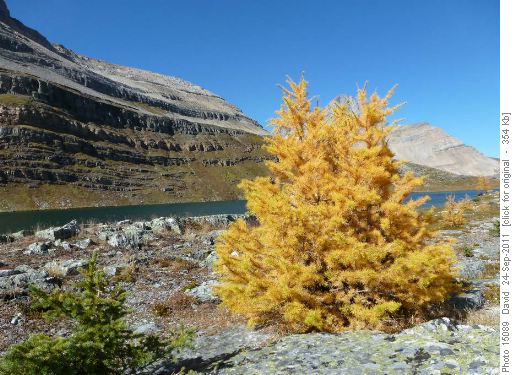 Larch trees along Redoubt Lake