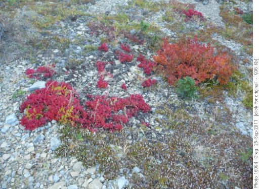 A splash of color where the trees meet the rock