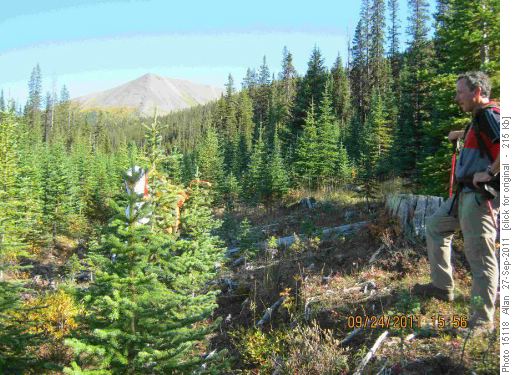 Mt Shark - leave logging road