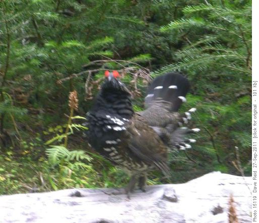 Aggressive Spruce Grouse