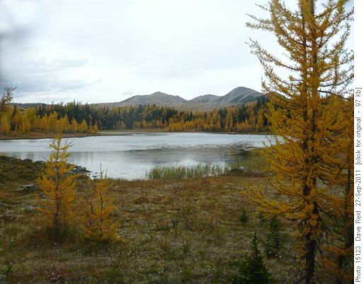 larches near Healy Pass