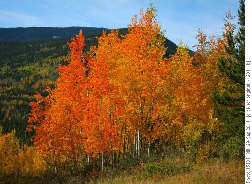 Fall Aspens