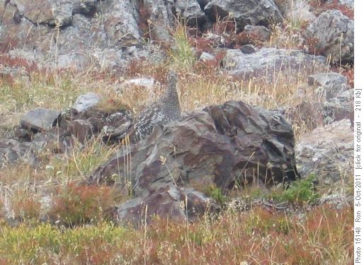 Vocal spruce grouse blending in on Powderface