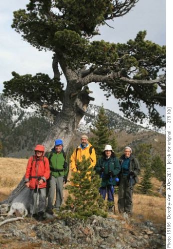 The famous Boundary Pine with Wally, Stan, Francisco, Valerie & Joyce