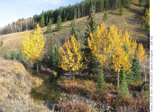 Aspens in the morning on Gorge Creek