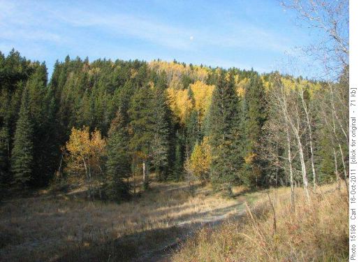 Fall colours on Diamond T Trail