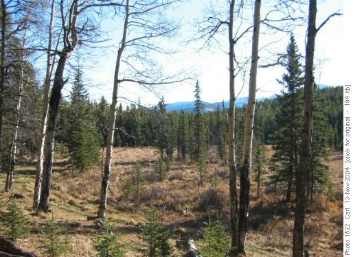South Gorge Creek moose meadow