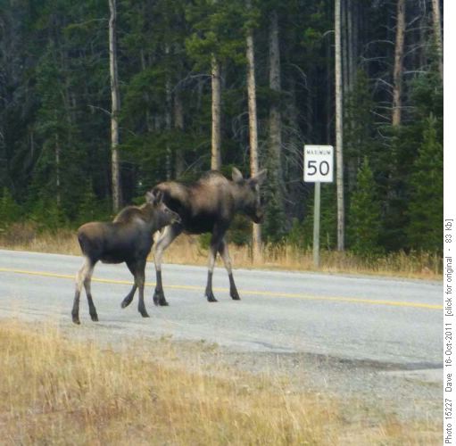 Cow and calf moose