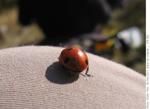 Lady beetle on Green Mtn
