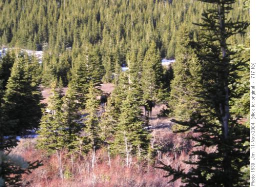 A family of three moose interrupted their sunbathing to watch us ramble by on the Elbow Valley trail.