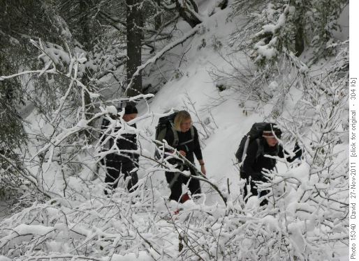 Lots of snow on the trees